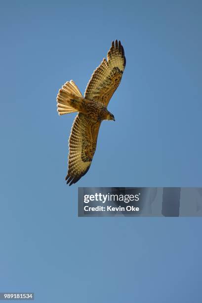 galapagos hawk (buteo galapagoensis), urbina bay, isabela island, galapagos islands, ecuador - galápagosbuizerd stockfoto's en -beelden