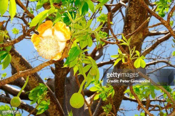 baobab tree (adansonia digitata) with blossom, mayotte - baobab flor fotografías e imágenes de stock