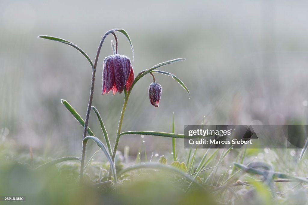 Purple Snake's head fritillary (Fritillaria meleagris) with hoar frost, Hesse, Germany