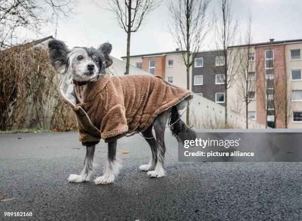 'Wanja', the Chinese Crested Dog, wears a warming brown coat with a cosy collar in Frankfurt am Main, Germany, 16 December 2017. This comes in handy...