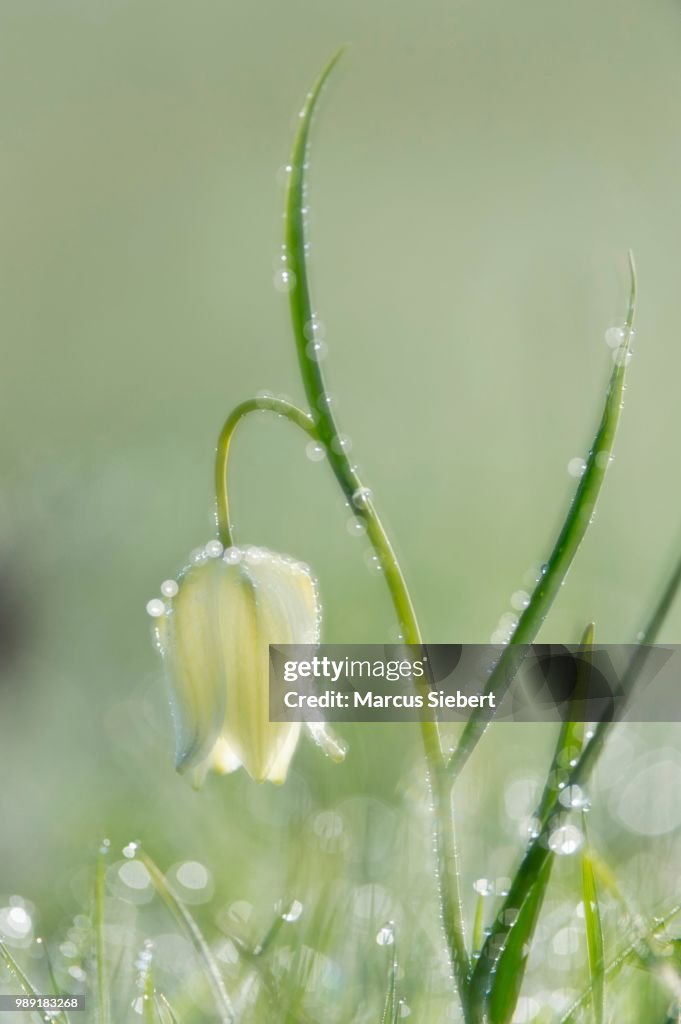 White Snake's head fritillary (Fritillaria meleagris), Hesse, Germany