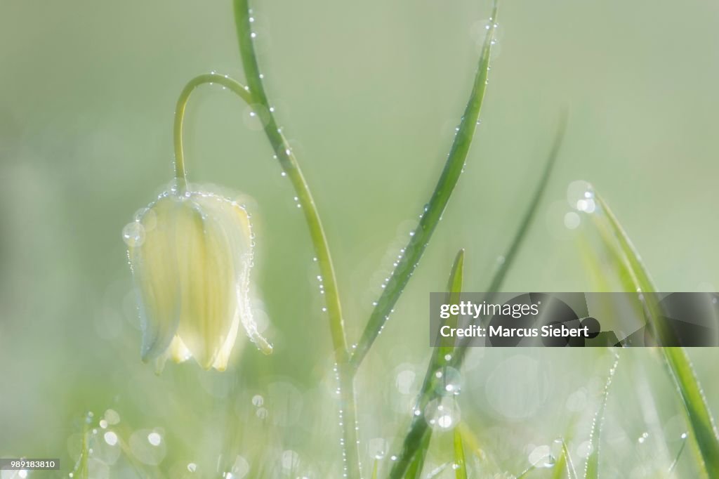 White Snake's head fritillary (Fritillaria meleagris), Hesse, Germany