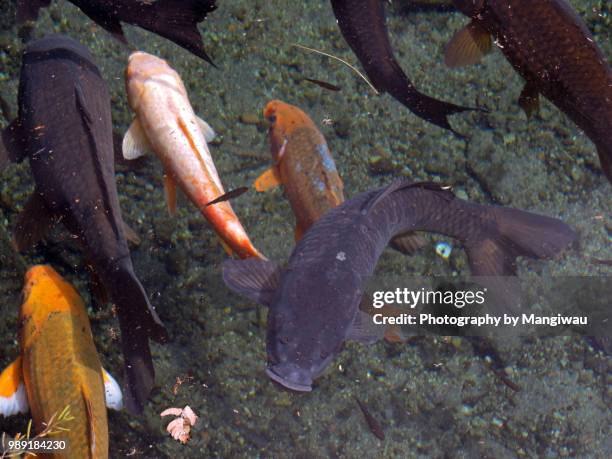 Temple Fish 3,240 God Pond Stock Photos, High-Res Pictures, and Images - Getty Images