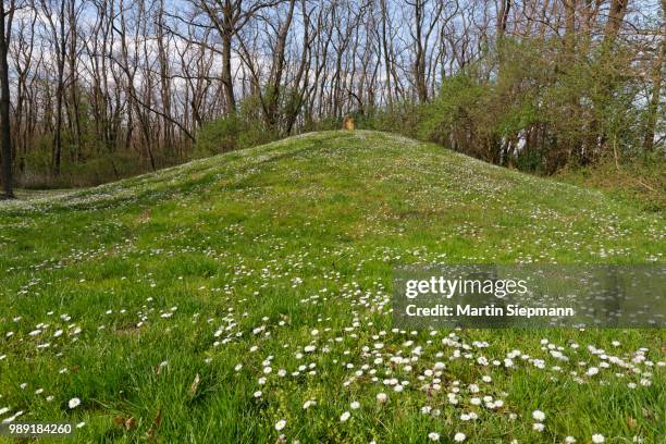 late bronze age burial mounds in the schussenwald forest, siegendorf, northern burgenland, burgenland, austria - siegendorf stock pictures, royalty-free photos & images