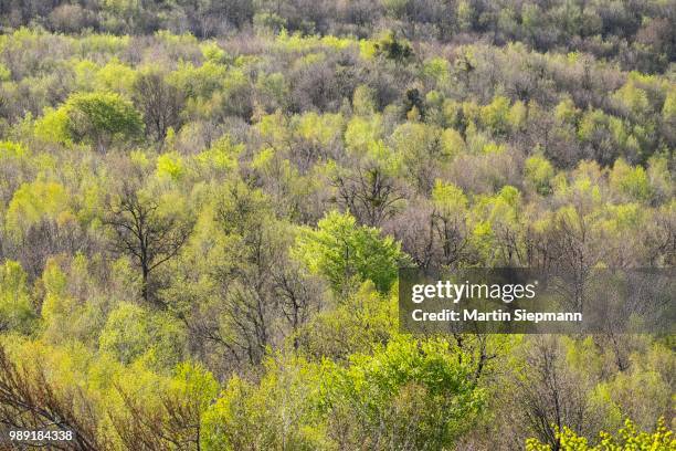 deciduous forest in spring, view from the buchkogelwarte at buchkogel, stotzing, leitha mountains, northern burgenland, burgenland, austria - deciduous stock pictures, royalty-free photos & images