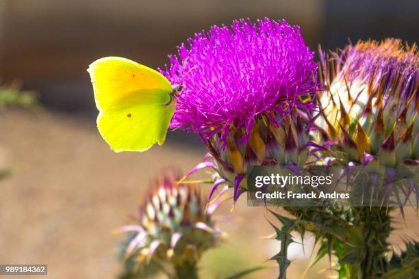 farfalla del marganai - farfalla stock pictures, royalty-free photos & images