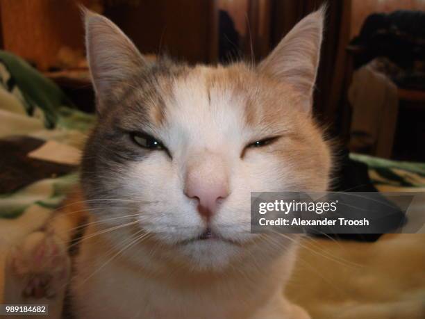 Leery Example 118 Leery Stock Photos, High-Res Pictures, and Images - Getty Images