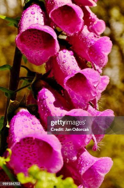 summer tears - baranya imagens e fotografias de stock