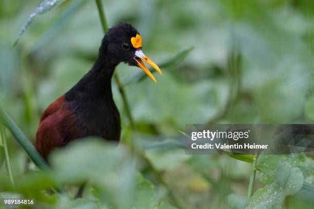 northern jacana (jacana spinosa), in vegetation, tortuguero national park, costa rica - provincia de limón fotografías e imágenes de stock
