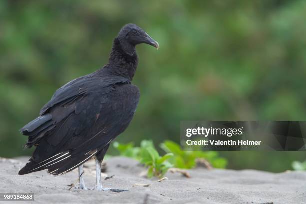 black vulture (coragyps atratus) on the beach, tortuguero national park, costa rica - provincia de limón fotografías e imágenes de stock