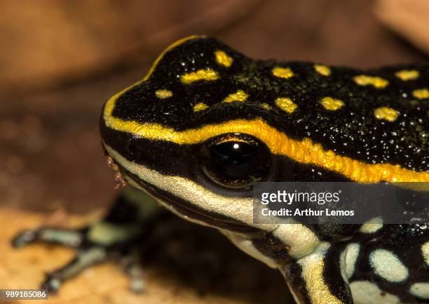 poison frog - anura stock pictures, royalty-free photos & images