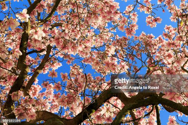 blossoming magnolia tree, saucer magnolia (magnolia x soulangeana), magnolia flowers against blue sky, germany - magnolia soulangeana fotografías e imágenes de stock