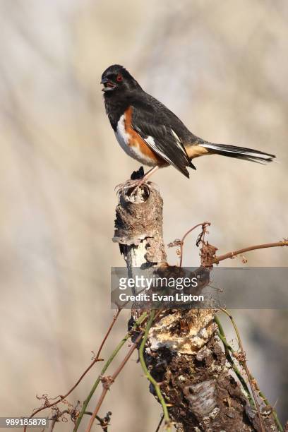eastern towhee - towhee stock pictures, royalty-free photos & images