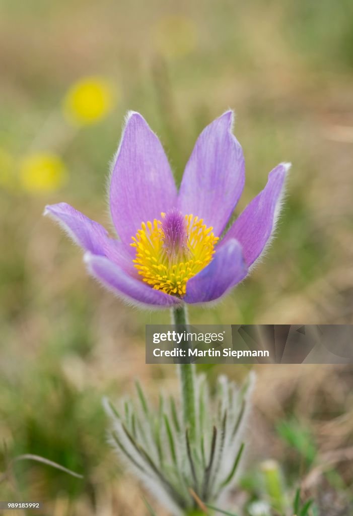 Greater Pasque Flower (Pulsatilla grandis, Pulsatilla vulgaris subsp. Grandis), northern Burgenland, Burgenland, Austria