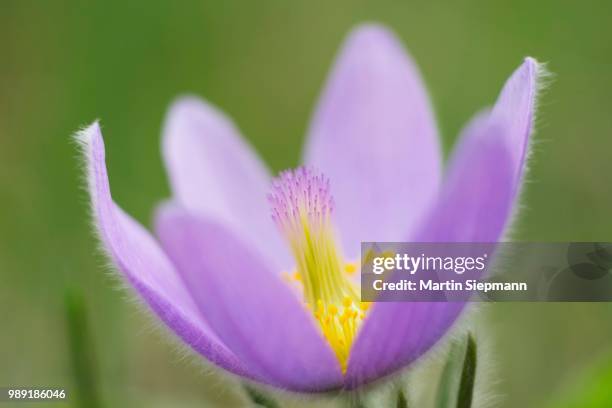 greater pasque flower (pulsatilla grandis, pulsatilla vulgaris subsp. grandis), northern burgenland, burgenland, austria - pulsatilla grandis stock pictures, royalty-free photos & images