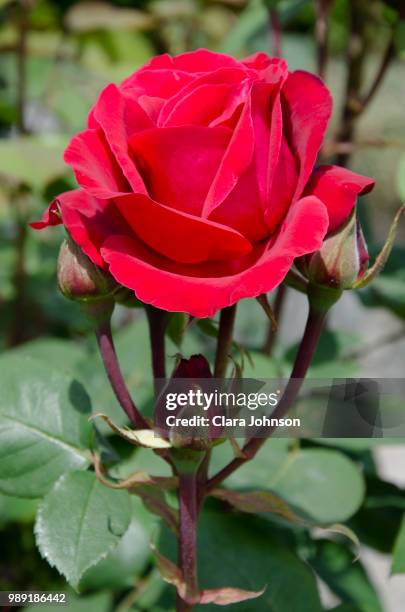 Deepest Red Roses Deep Red Rose Photos and Premium High Res Pictures - Getty Images
