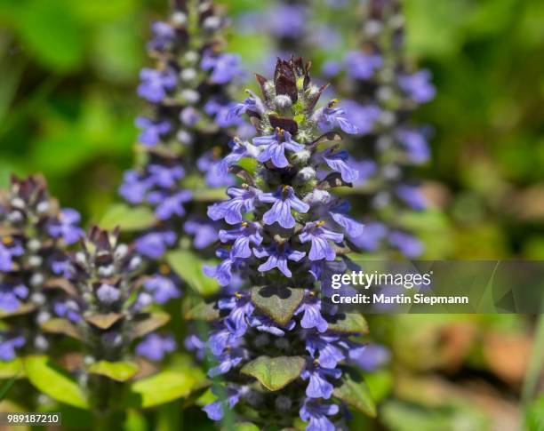 Bugleweed Roots 254 Bugleweed Stock Photos, High-Res Pictures, and Images - Getty Images
