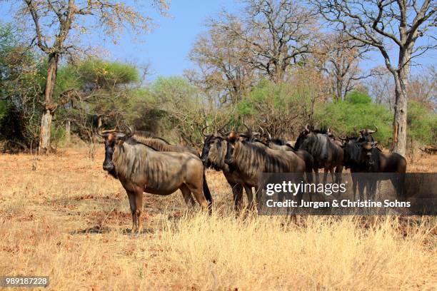 blue wildebeests (connochaetes taurinus), adult, herd, kruger national park, south africa - hartebeest stock pictures, royalty-free photos & images