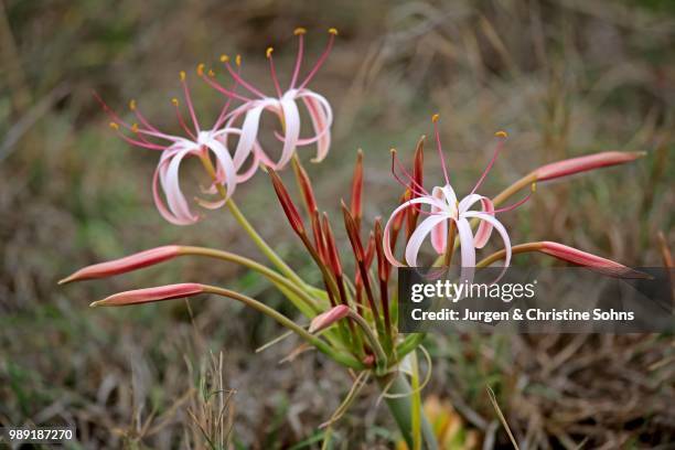 flowering south african crinum lily (crinum buphanoides), kruger national park, south africa - crinum stock pictures, royalty-free photos & images