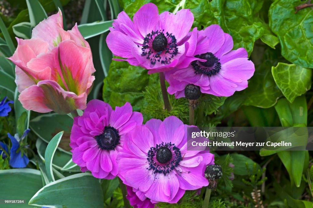 Anemones (Anemone) and tulip (Tulipa), botanical garden, Erlangen, Middle Franconia, Bavaria, Germany