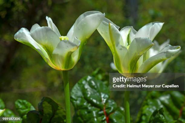 tulip 'green star' (tulipan), botanical garden, erlangen, middle franconia, bavaria, germany - erlangen 個照片及圖片檔