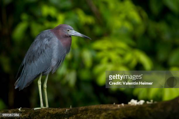 little blue heron (egretta caerulea) on tree trunk, tortuguero national park, costa rica - limon stock-fotos und bilder
