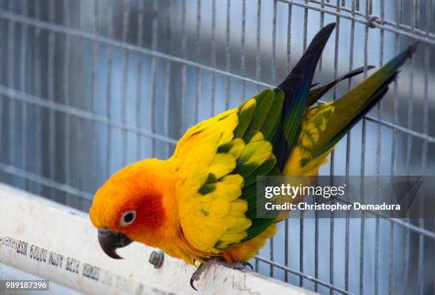 sun conure - sun conure stock pictures, royalty-free photos & images