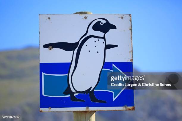 signpost with penguin, betty's bay, western cape, south africa - motif africain stock pictures, royalty-free photos & images