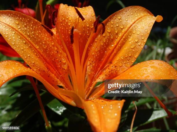 asiatic lily - asiatic lily - fotografias e filmes do acervo