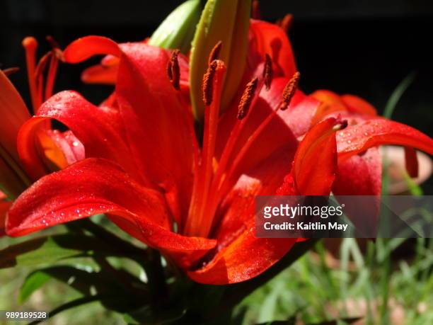 asiatic lily - asiatic lily stock pictures, royalty-free photos & images