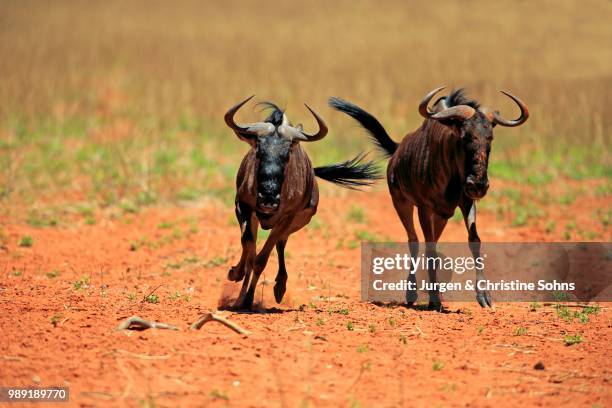 blue wildebeests (connochaetes taurinus), two, adult, running, tswalu game reserve, kalahari desert, north cape, south africa - hartebeest stock pictures, royalty-free photos & images