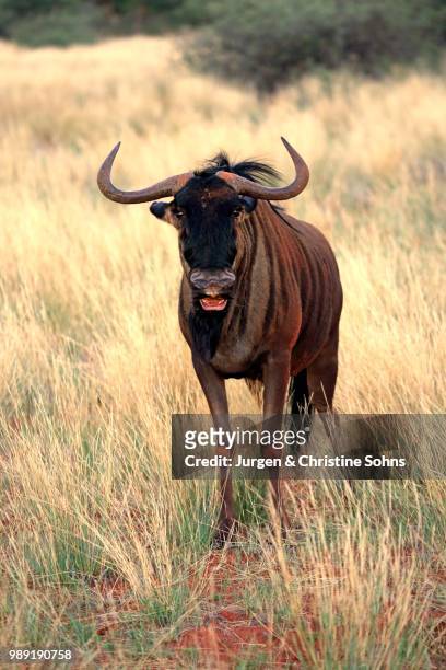 blue wildebeest (connochaetes taurinus), adult, flehming, tswalu game reserve, kalahari desert, north cape, south africa - hartebeest foto e immagini stock