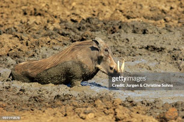 warthog (phacochoerus aethiopicus), adult, having a mud bath, kruger national park, south africa - schlammbaden stock-fotos und bilder