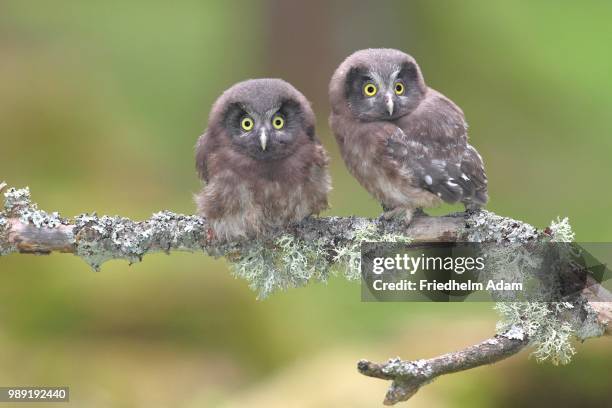 boreal owls (aegolius funereus), two fledglings sitting on a lichen-covered branch, north rhine-westphalia, germany - portrait lachen stock pictures, royalty-free photos & images