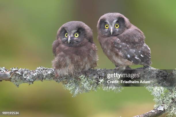 boreal owls (aegolius funereus), two fledglings sitting on a lichen-covered branch, north rhine-westphalia, germany - portrait lachen stock pictures, royalty-free photos & images