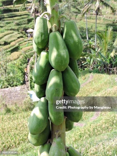 pawpaw tree - mangiwau stock-fotos und bilder