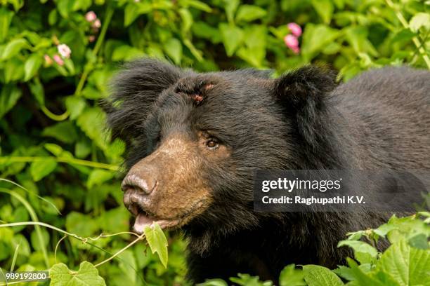 3d8b6363.jpg...sloth bear _ - oso negro asiático fotografías e imágenes de stock