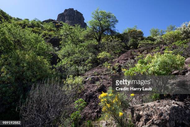 flowering vegetation on a hiking trail below roque nublo, gran canaria, canary islands, spain - tejeda canary islands stock-fotos und bilder