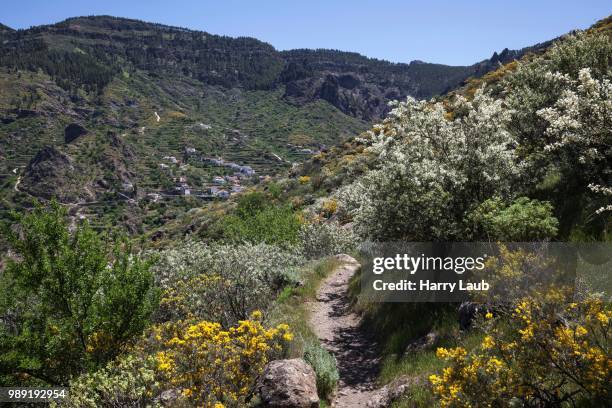 view from a hiking trail below roque nublo of blooming vegetation, la culata behind, gran canaria, canary islands, spain - tejeda canary islands stock-fotos und bilder