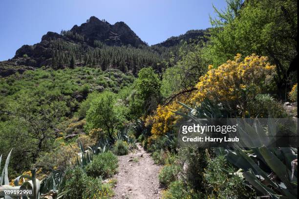 view from a hiking trail below roque nublo of flowering vegetation, gran canaria, canary islands, spain - tejeda canary islands stock-fotos und bilder