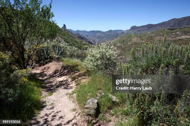 hiking trail below the roque nublo, blooming vegetation, roque bentayga behind, gran canaria, canary islands, spain - tejeda canary islands fotografías e imágenes de stock