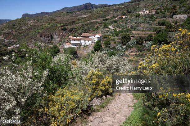 view from a hiking trail to flowering vegetation and houses of la culata, hiking, gran canaria, canary islands, spain - tejeda canary islands stock-fotos und bilder