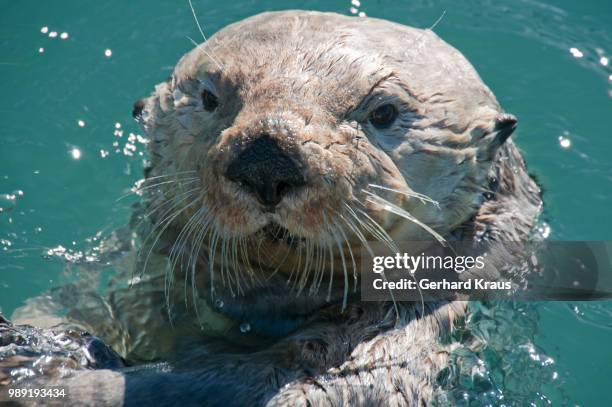 sea otter (enhydra lutris), valdez, alaska, usa - south central alaska stock pictures, royalty-free photos & images