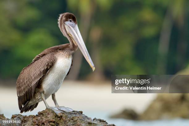 brown pelican (pelecanus occidentalis) on a rock in the sea, manuel antonio national park, costa rica - antonio brown 2014 stock-fotos und bilder