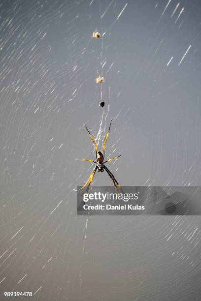 golden orb - orb weaver spider stock pictures, royalty-free photos & images