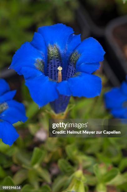 stemless gentian (gentiana acaulis), bavaria, germany - herbstenzian stock-fotos und bilder