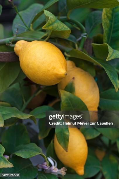 ripe lemons (citrus x limon) on the tree - limon stock-fotos und bilder