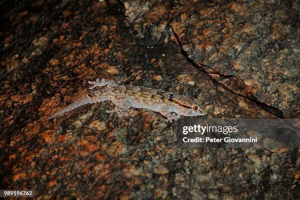 helmeted gecko (tarentola chazaliae) at night, adrar region, mauritania - tarentola stock pictures, royalty-free photos & images