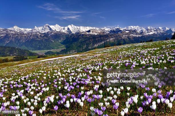 crocus meadow above interlaken near beatenberg on the niederhorn, snow-capped bernese alps with eiger, moench and jungfrau, bernese oberland, canton of bern, switzerland - mönch stock pictures, royalty-free photos & images