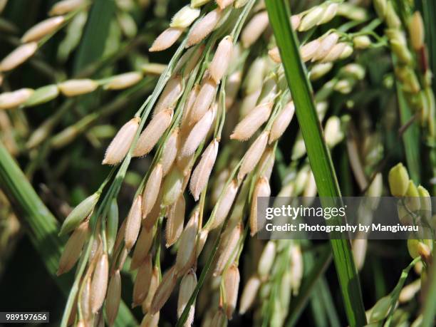 Sticky Rice Clusters 1,044 Rice Cluster Stock Photos, High-Res Pictures, and Images - Getty ...